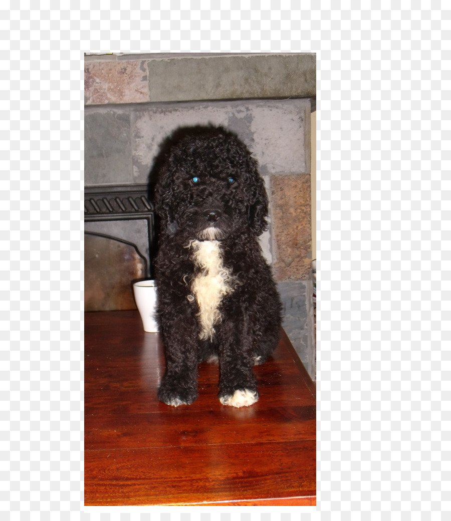 Irish Water Spaniel，Barbet PNG