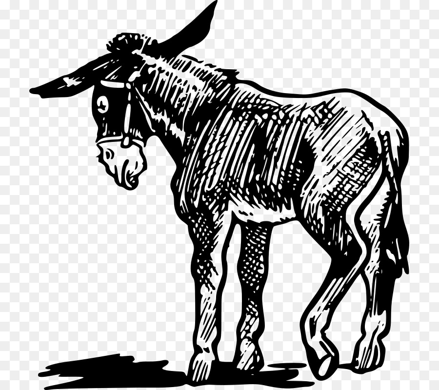 Burro，Dibujo PNG