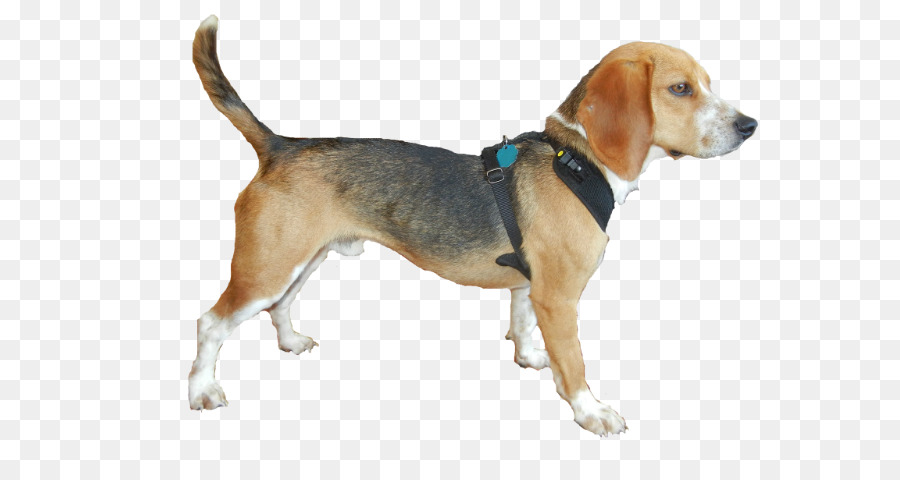 Cachorro，Perro PNG