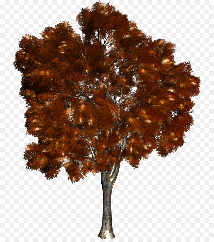 Árbol，Planta PNG