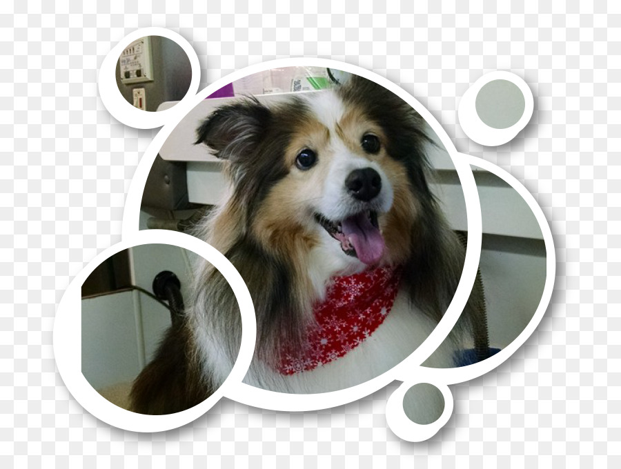 Perro，Mascota PNG