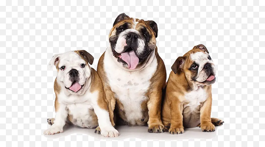 Bulldogs，Perros PNG