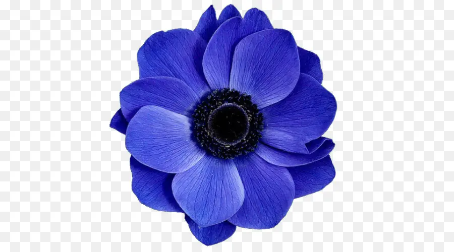 Flor Azul，Pétalo PNG