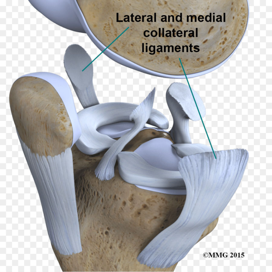 Articulación，La Rodilla PNG