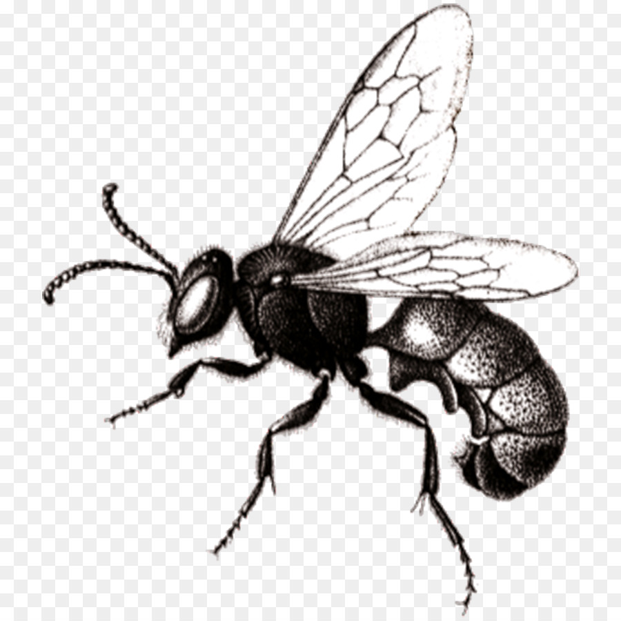 Hornet，Abeja PNG