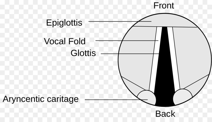 Glotis，Cuerdas Vocales PNG