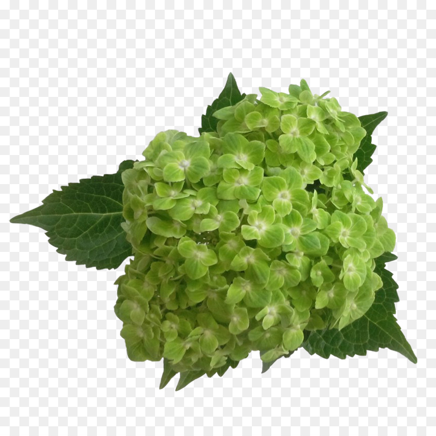 Hortensia Verde，Planta PNG