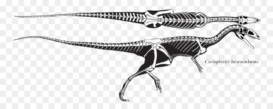 Velociraptor，Tyrannosaurus PNG