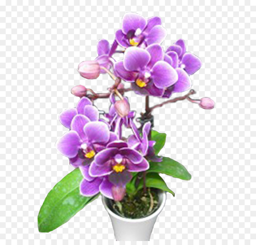 Phalaenopsis Equestris，Las Orquídeas Cattleya PNG