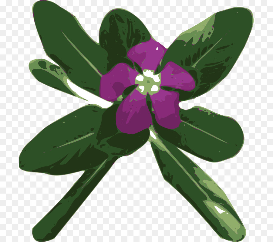 Flor，Púrpura PNG