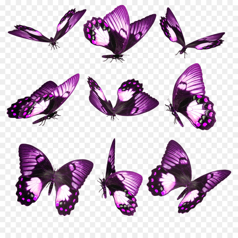 Mariposa，Fondo De Escritorio PNG