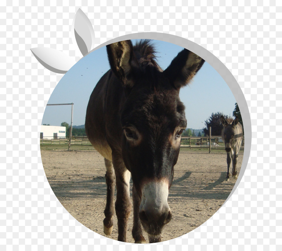 Mula，Burro PNG