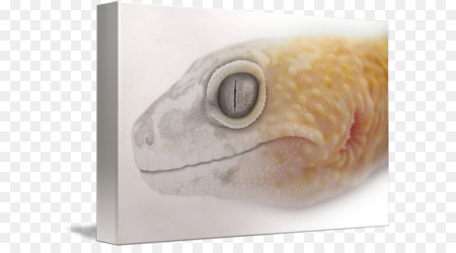 Geco，Lagarto PNG