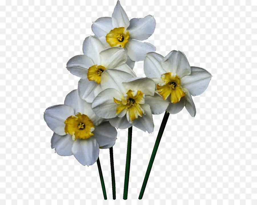 Narciso，Las Flores Cortadas PNG