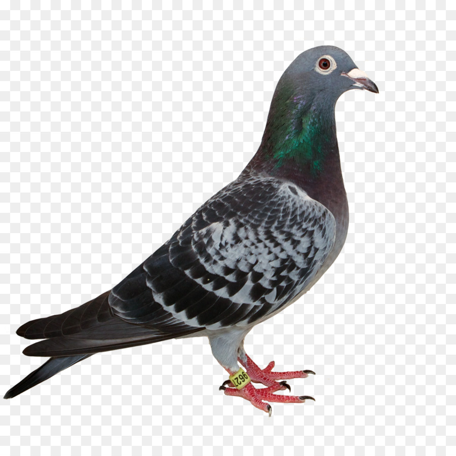 Paloma，Plumas PNG