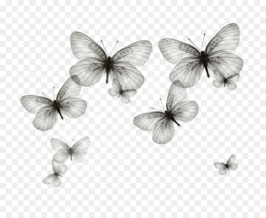 Mariposa，Imagen De Prueba Estándar PNG