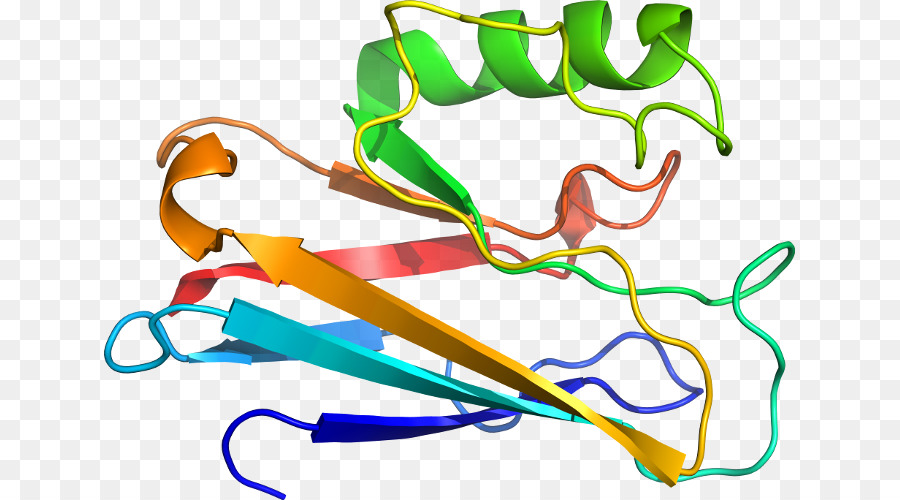 Estructura De La Proteína，Biología PNG