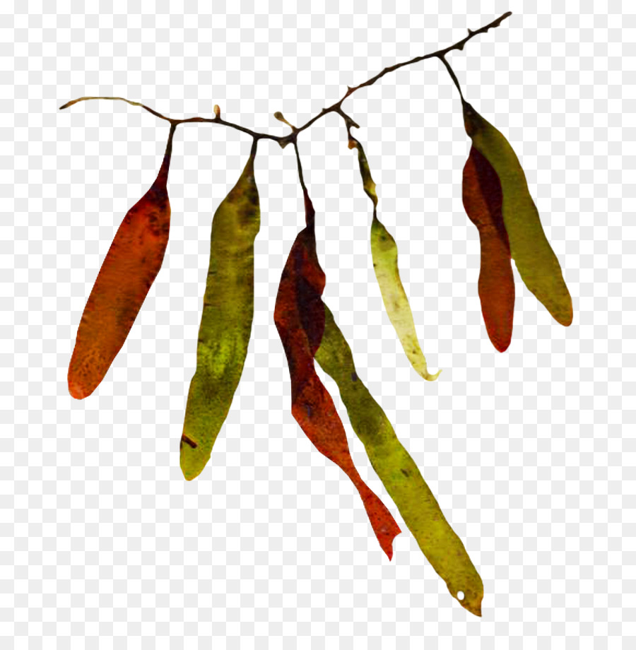 Chile De árbol，Ojo De Pájaro De Chile PNG