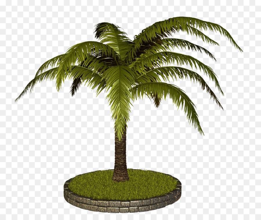 Coco，Arecaceae PNG