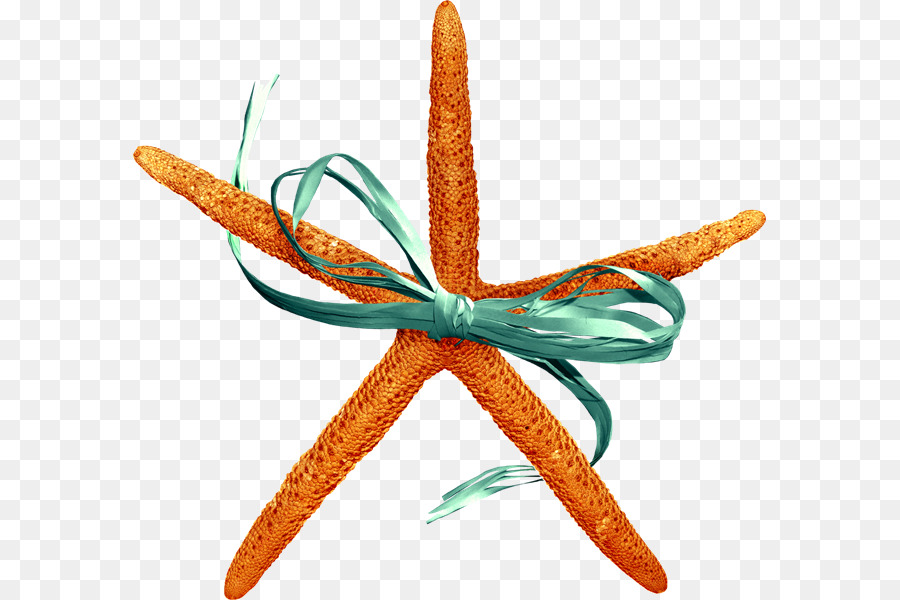 Estrella De Mar，Mar PNG