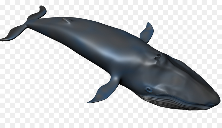 Común Delfín Nariz De Botella，Wholphin PNG