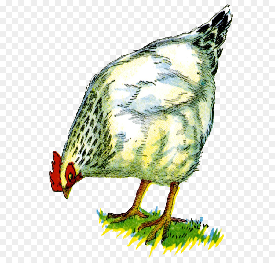 Pollo，Animal PNG