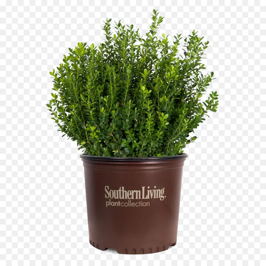 Buxus Microphylla，Arbusto PNG