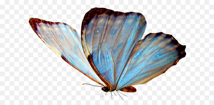 Mariposa，Alas Azules PNG