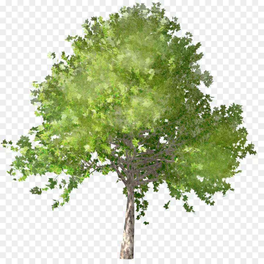 Árbol，Hojas PNG