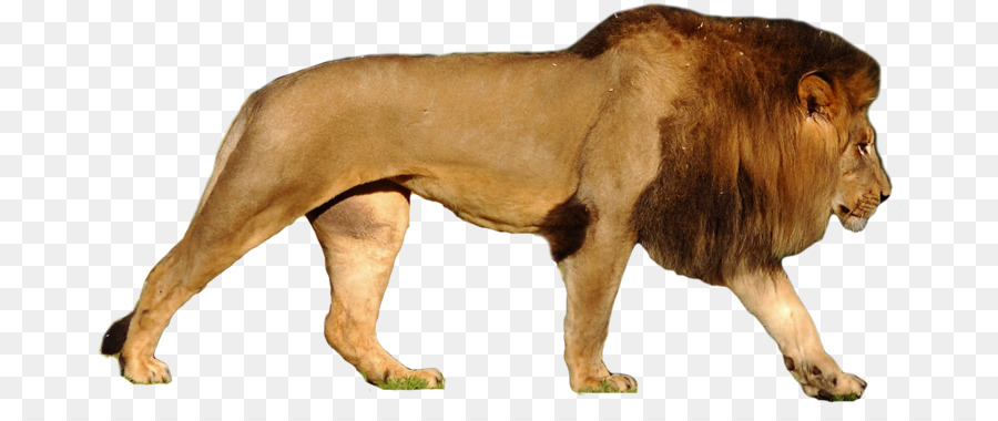 Felidae，Lion Tiger PNG