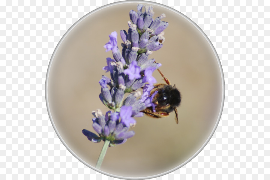 La Miel De Abeja，Inglés Lavanda PNG