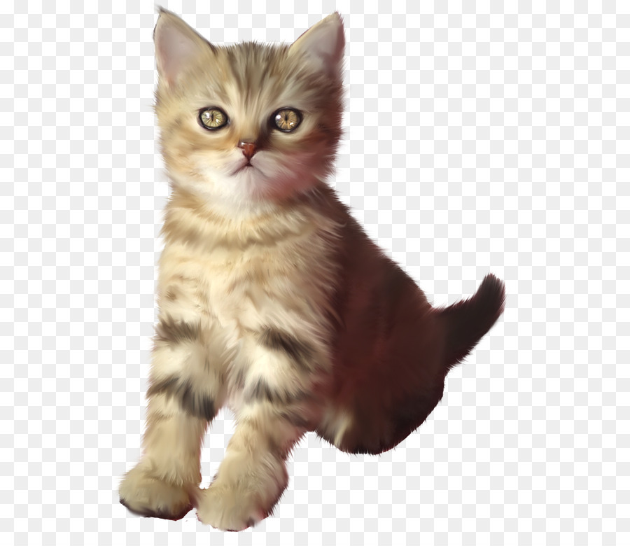 Gatito，Americano Tlaya PNG