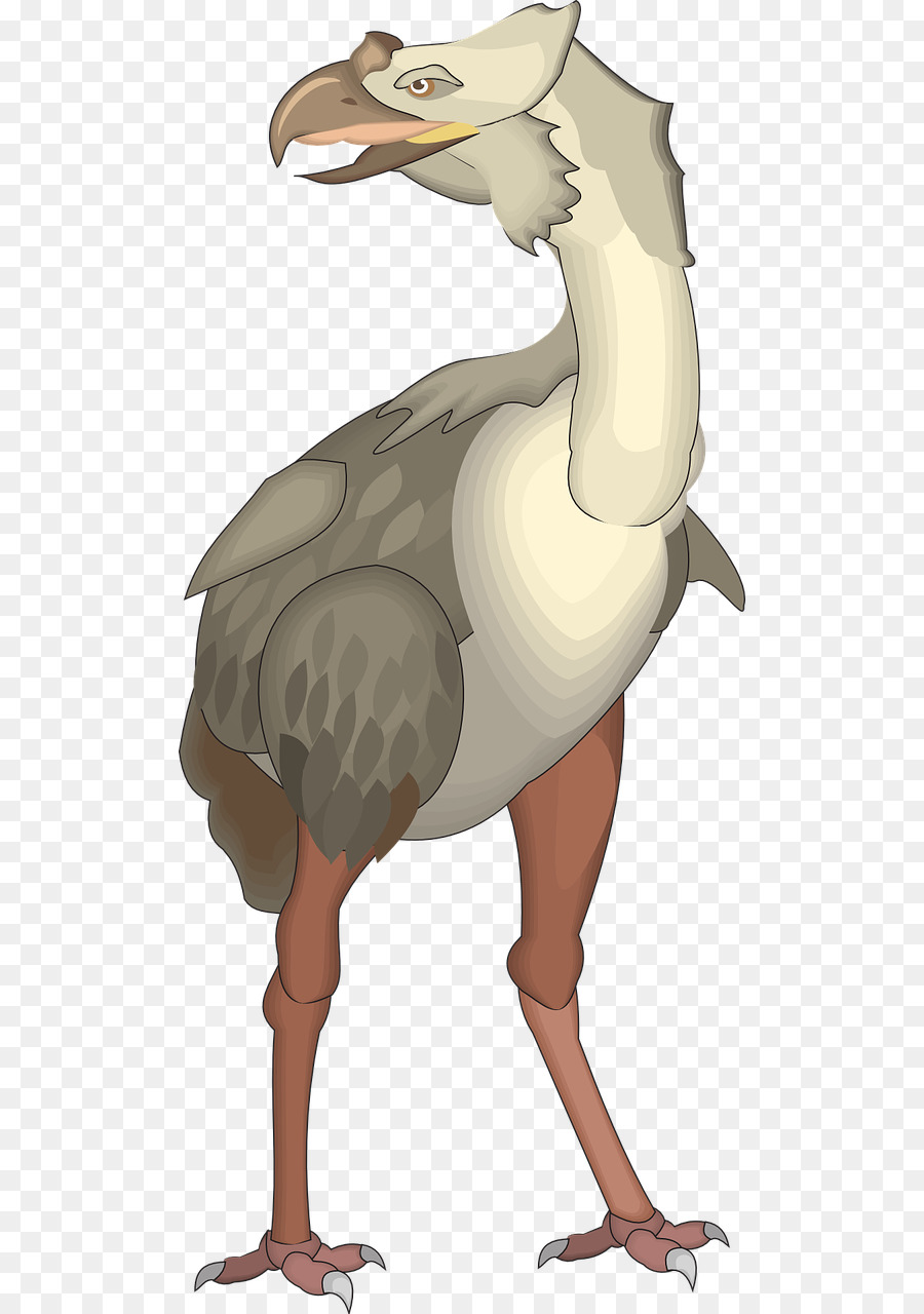 Común De Avestruz，Aves PNG