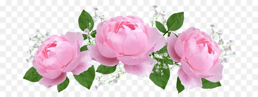 Rosas Rosadas，Ramo PNG