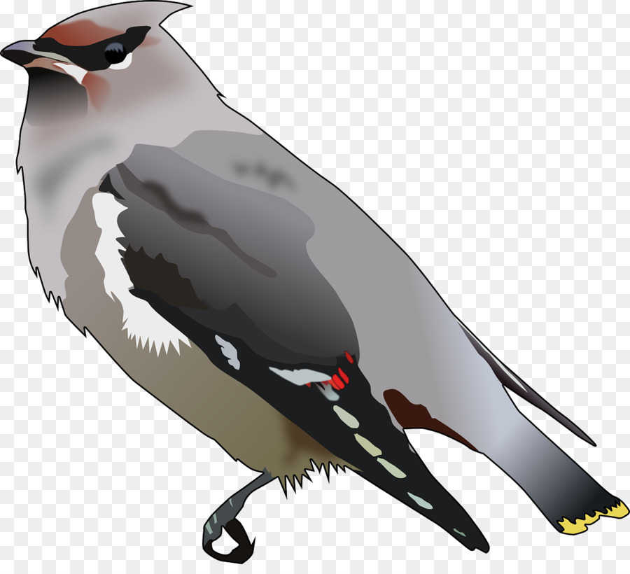 Aves，Pico PNG