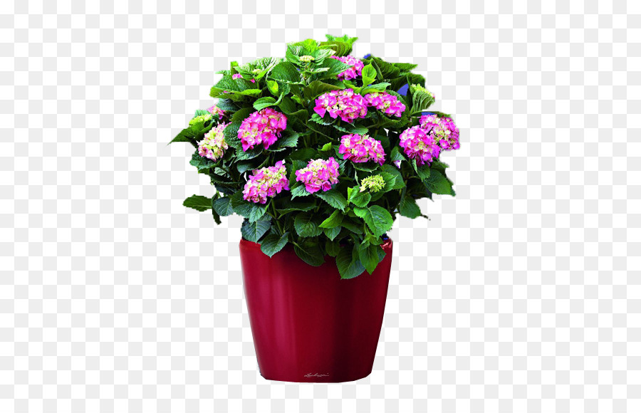 Hortensia，Maceta PNG