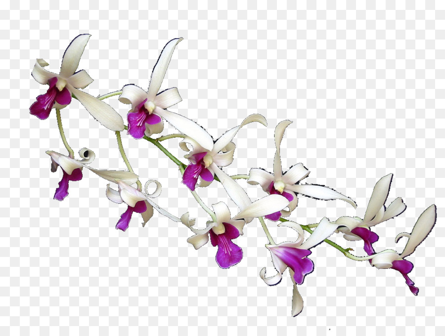 La Polilla De Las Orquídeas，Diseño Floral PNG