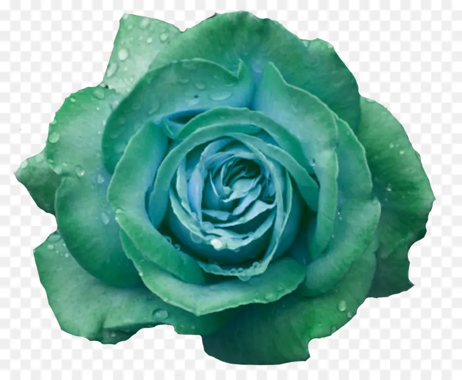 Rosa Verde，Naturaleza PNG