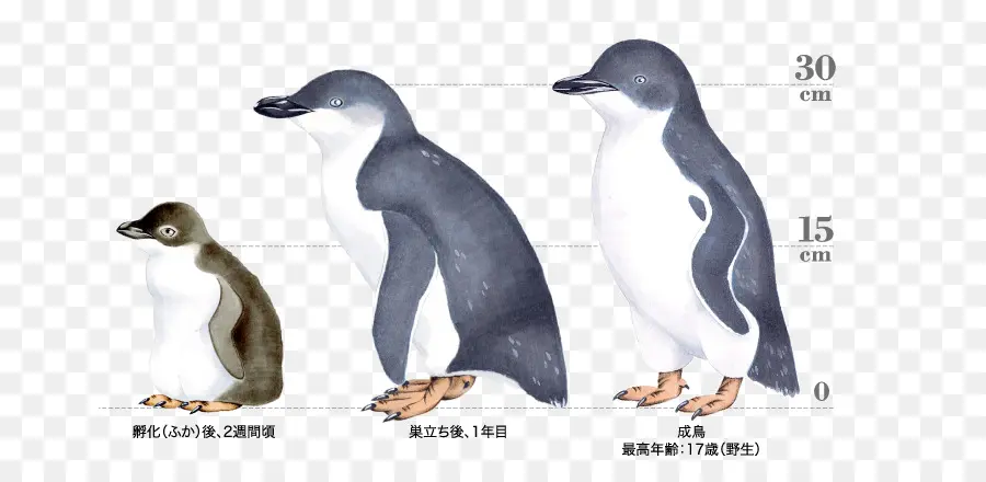 Pingüino，Antártico PNG