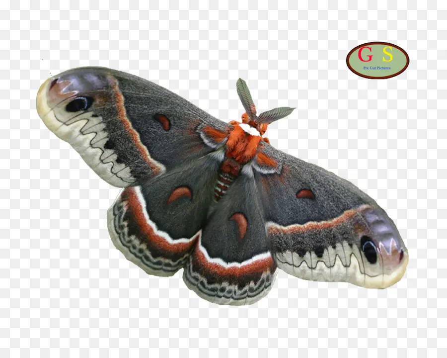 Polilla，Insecto PNG