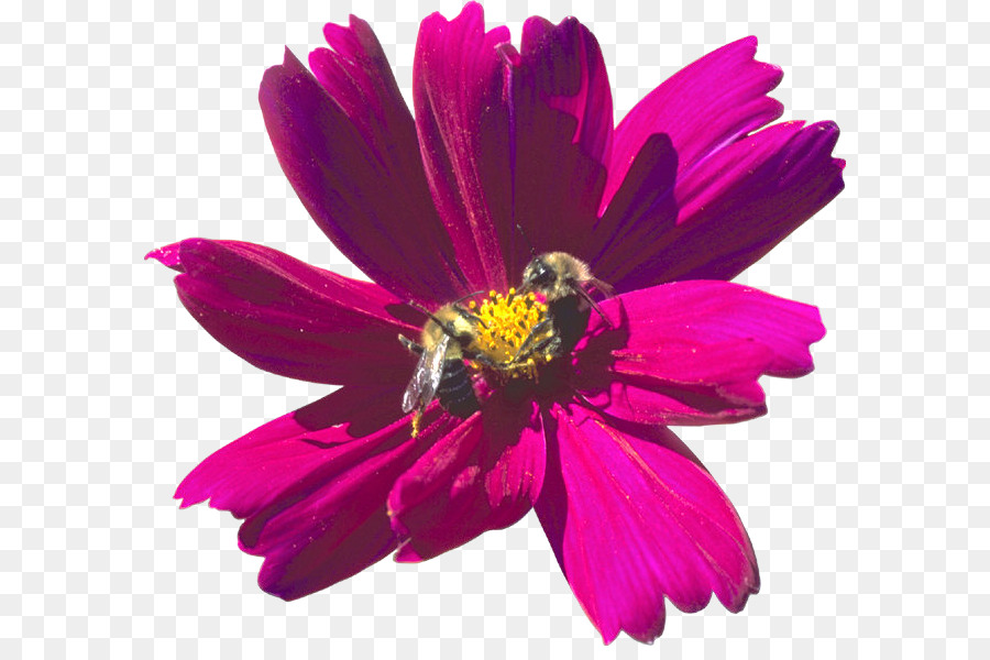 Jardín Cosmos，Crisantemo PNG