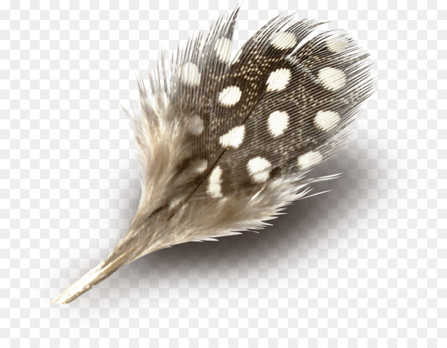 Pluma，Manchado PNG