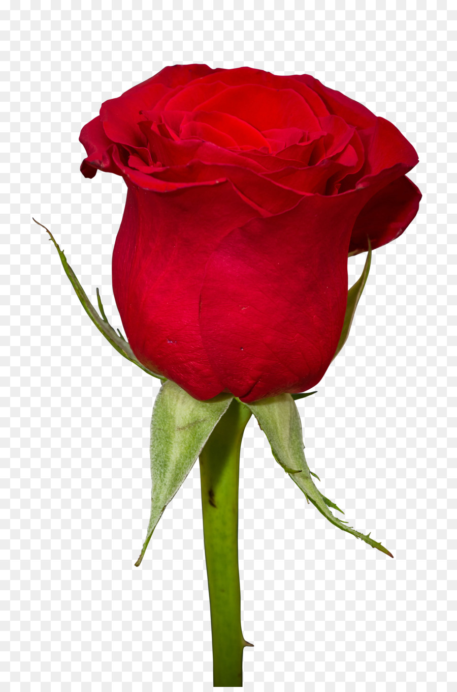 Flor，Fondo De Escritorio PNG