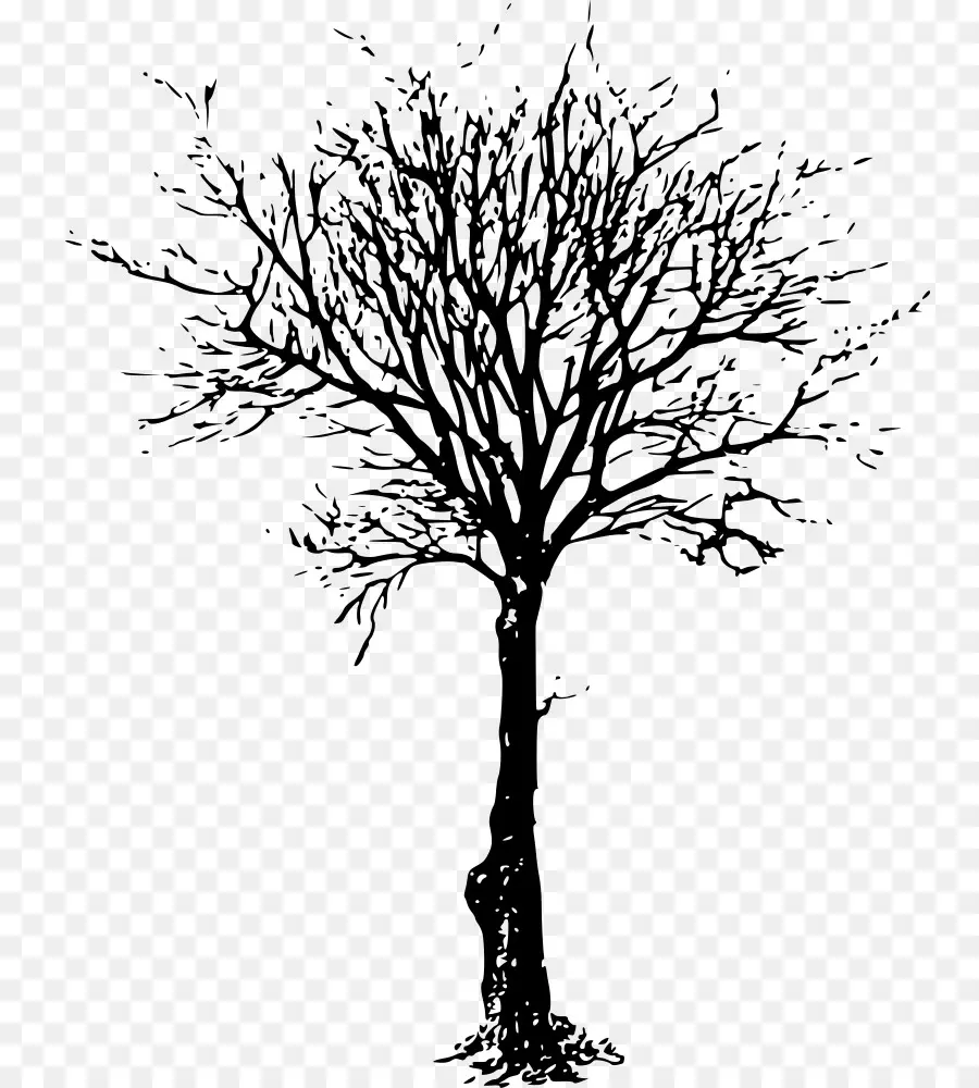 Árbol，Dibujo PNG