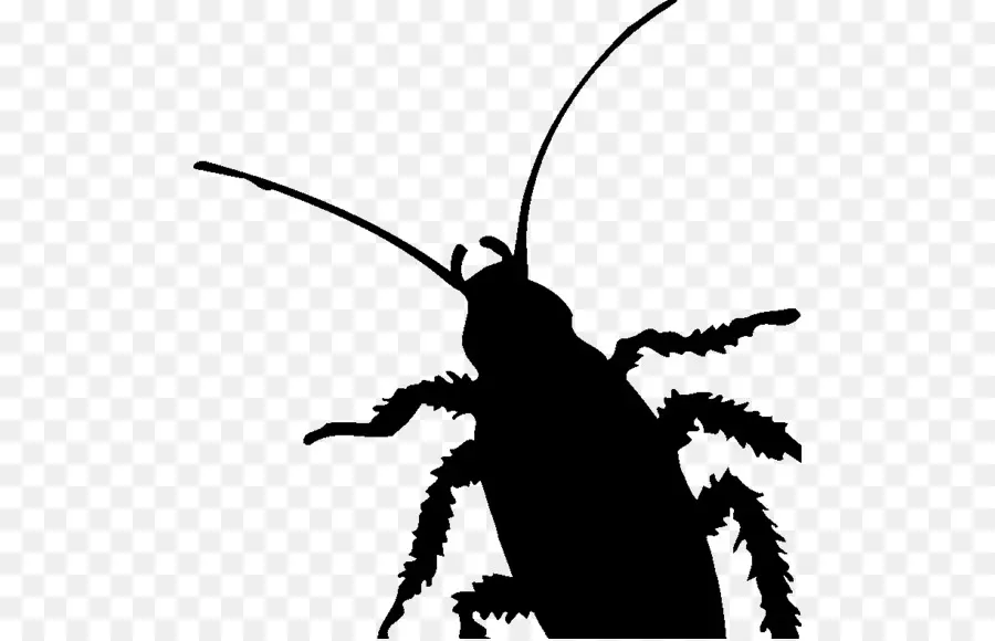 Cucaracha，Parásito PNG