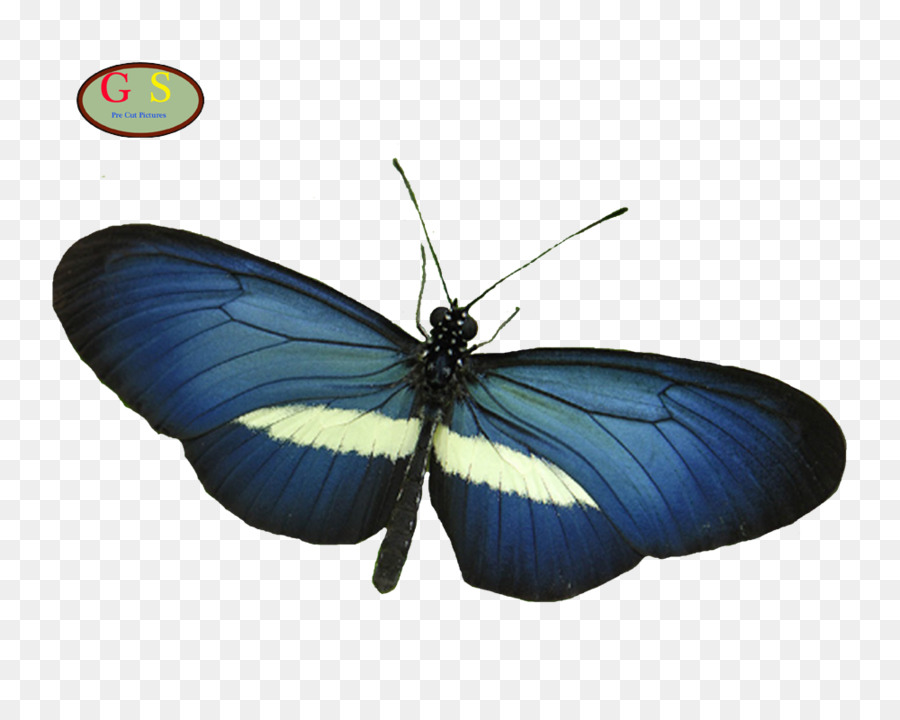 Pieridae，Polilla PNG