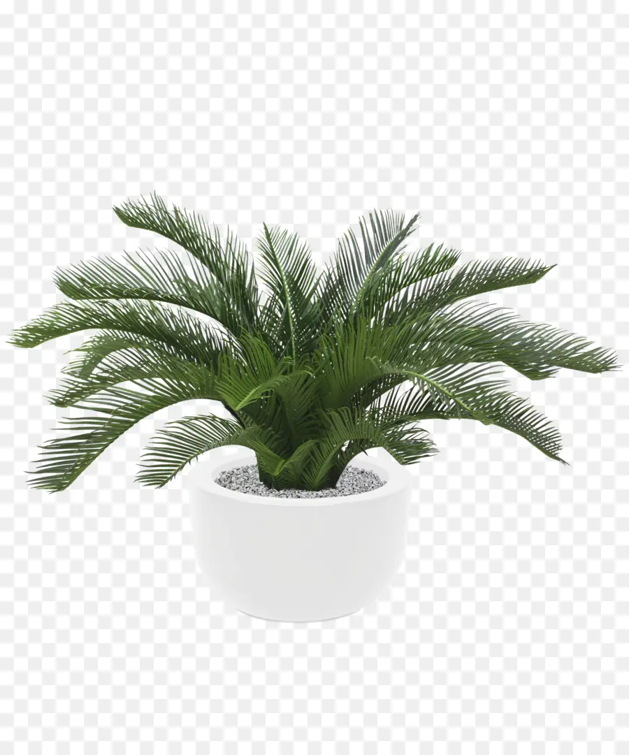 Sago Palm，Arecaceae PNG