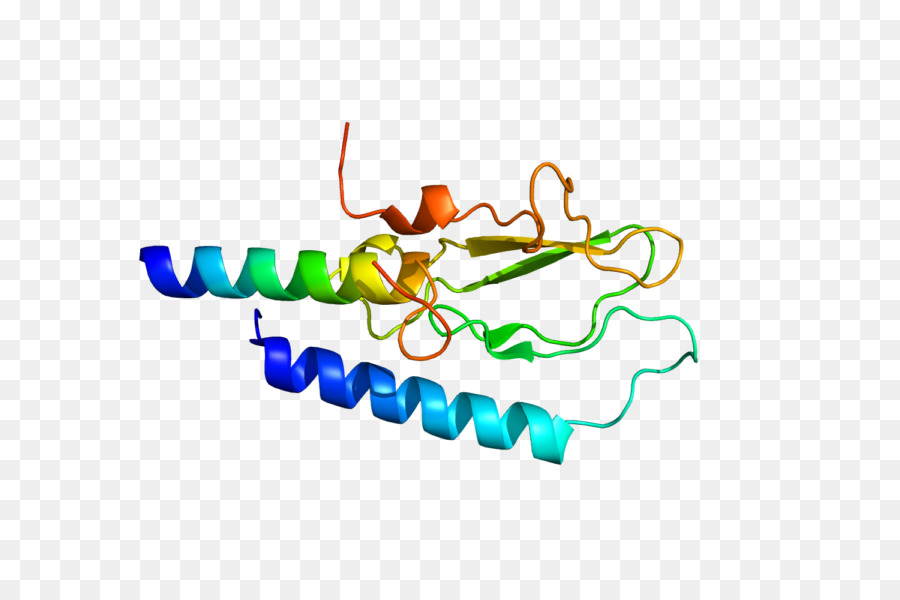 Proteína，Molécula PNG