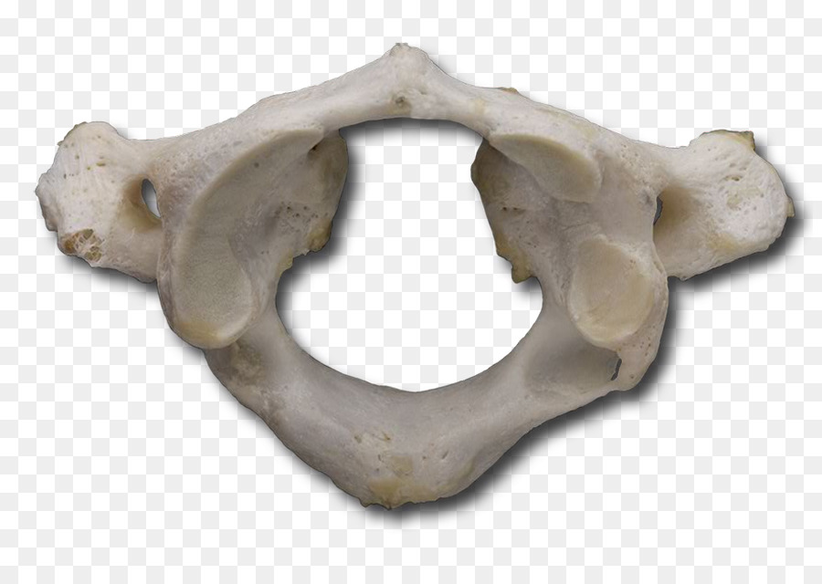 Vértebra，Columna Vertebral PNG