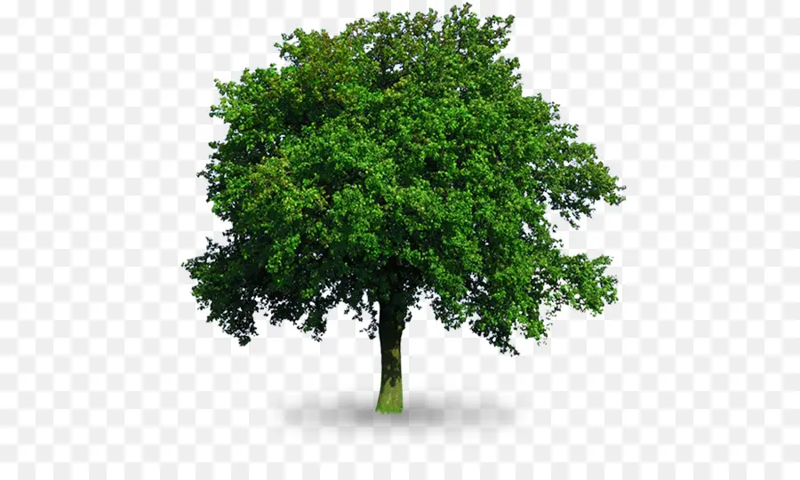 Árbol，Verde PNG